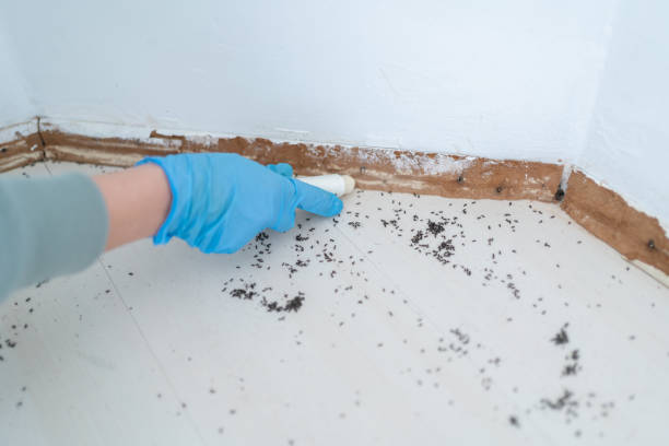 Best Mosquito Control Services  in West End Cobb Town, AL